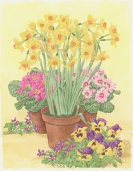 Pots of Spring Flowers, 2003
